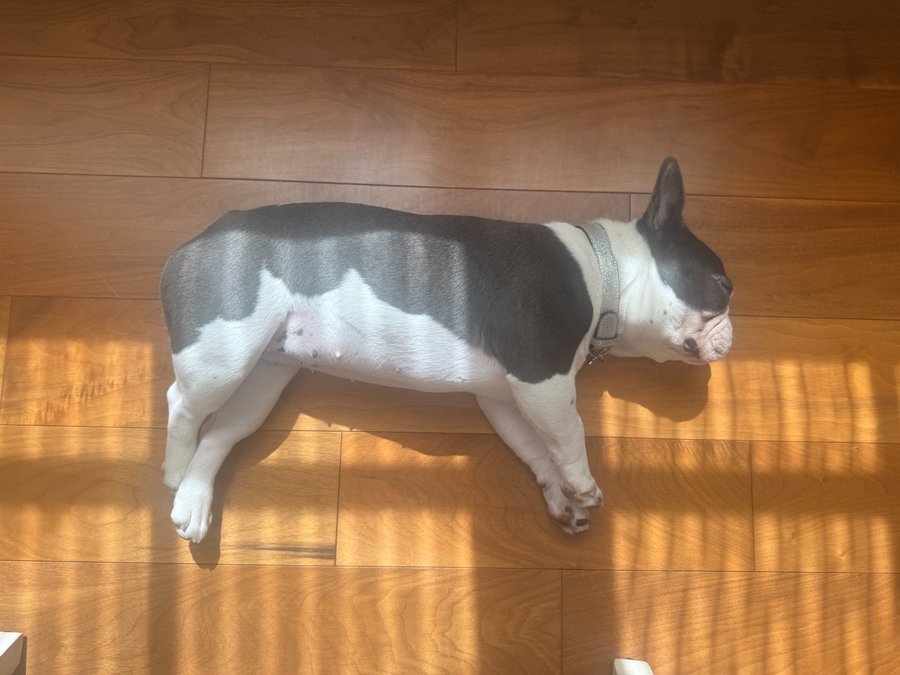 Family dog
